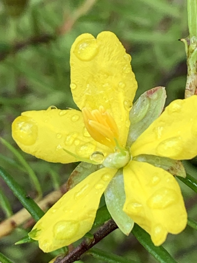 Hibbertia pustulifolia photo 8