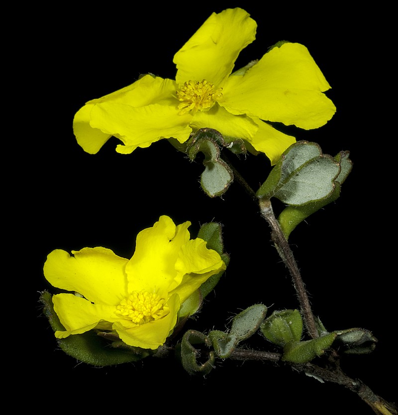 Hibbertia quadricolor
