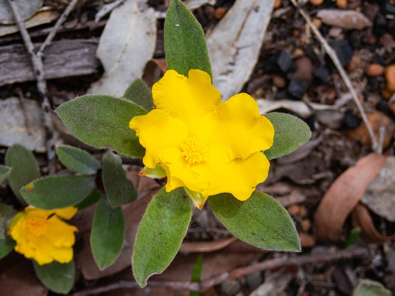 Hibbertia quadricolor photo 2