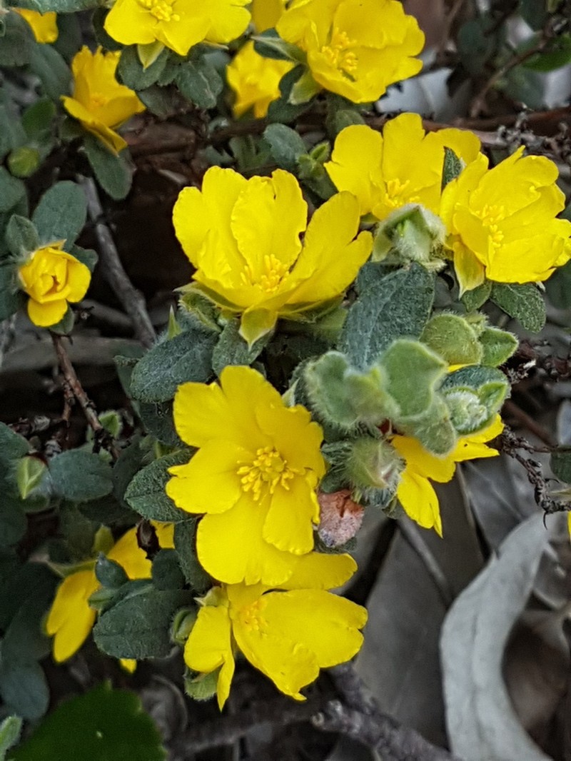 Hibbertia quadricolor photo 3