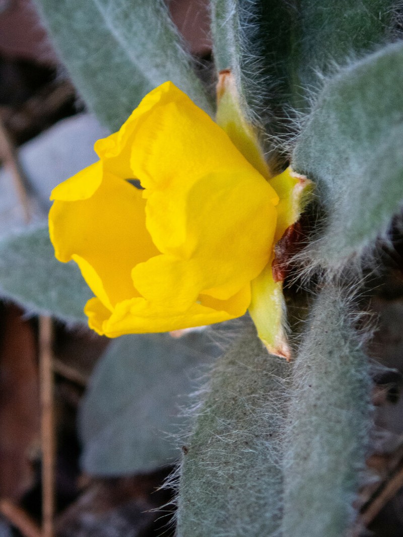 Hibbertia quadricolor photo 4
