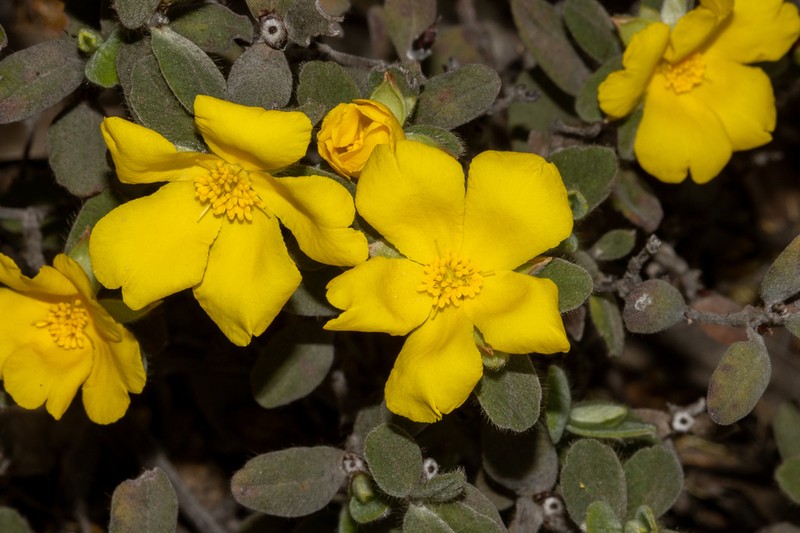 Hibbertia quadricolor photo 5
