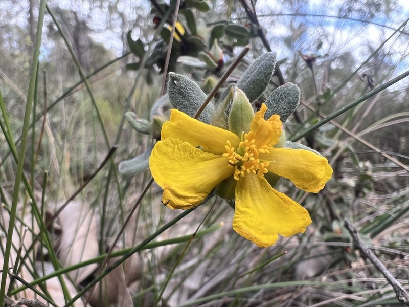 Hibbertia quadricolor photo 6