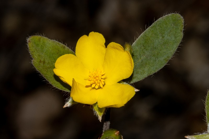 Hibbertia quadricolor photo 7