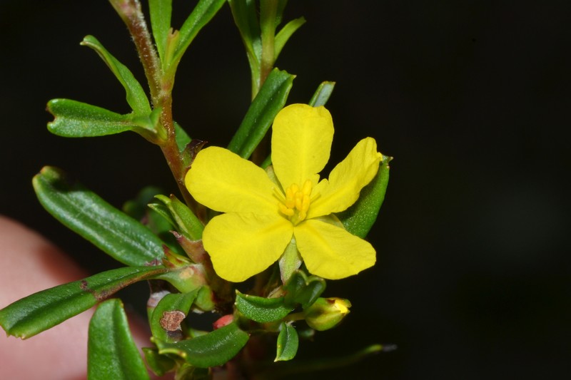 Hibbertia racemosa