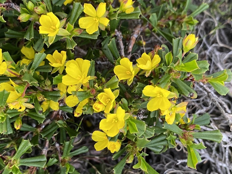 Hibbertia racemosa photo 2