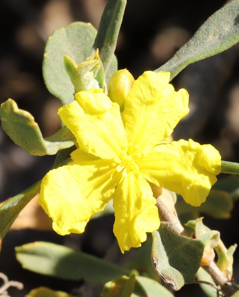 Hibbertia racemosa photo 3