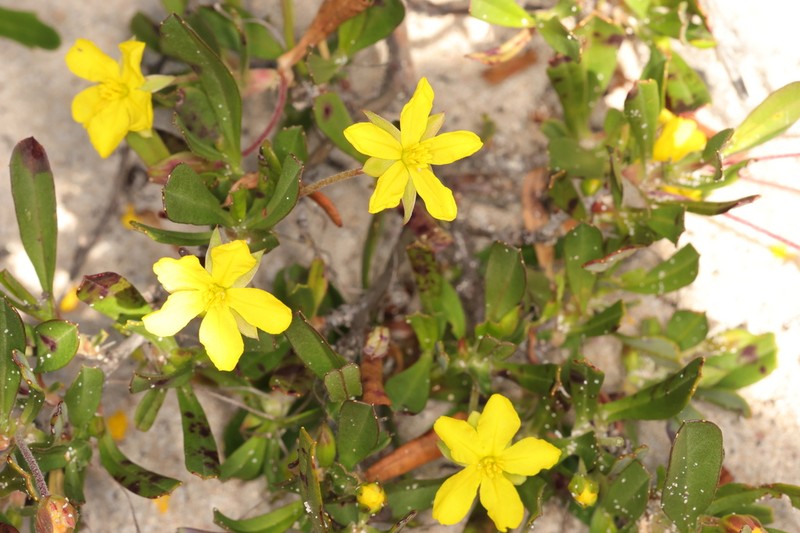 Hibbertia racemosa photo 4