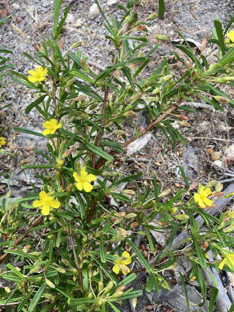 Hibbertia racemosa photo 5