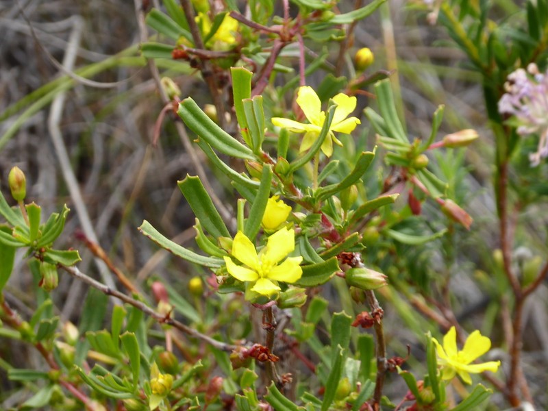 Hibbertia racemosa photo 6