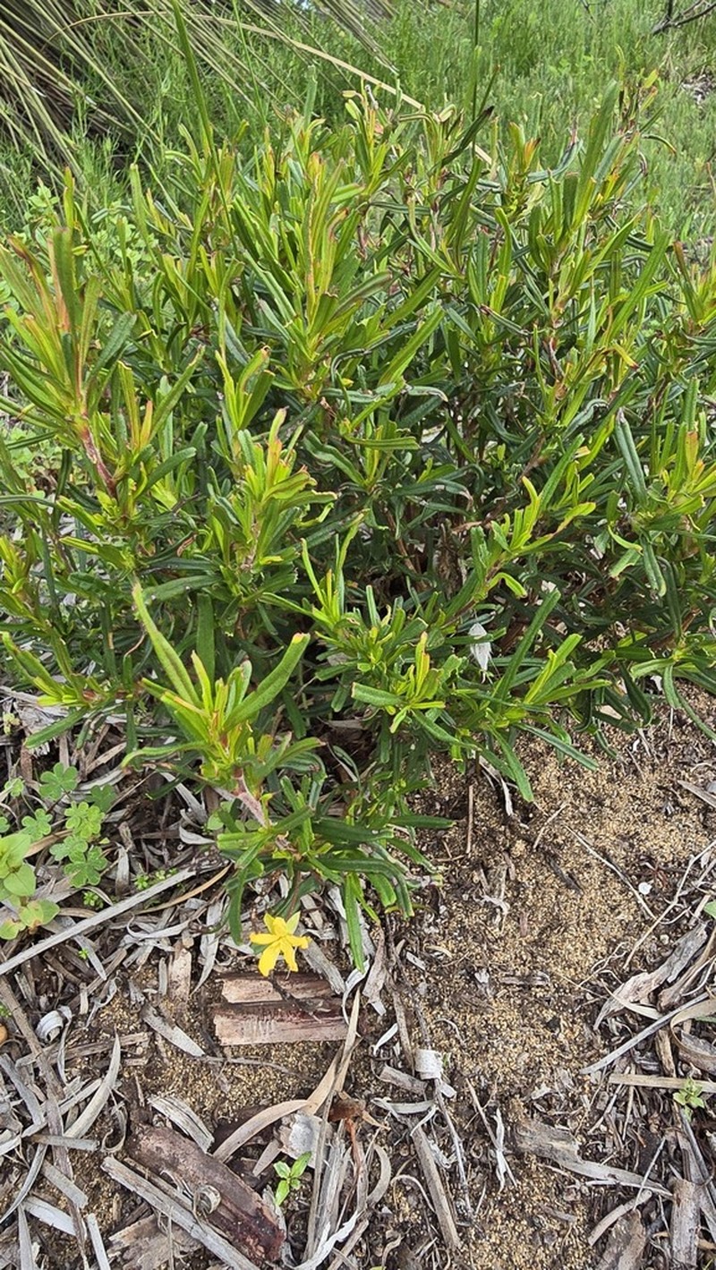Hibbertia racemosa photo 7
