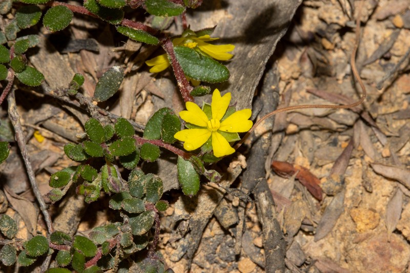Hibbertia radians
