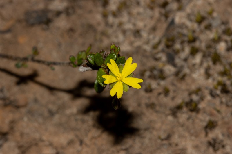Hibbertia radians photo 2