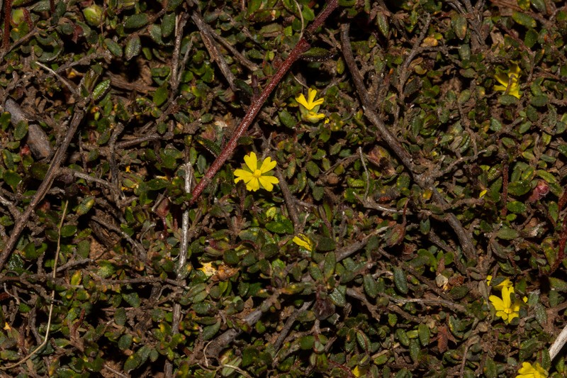 Hibbertia radians photo 3