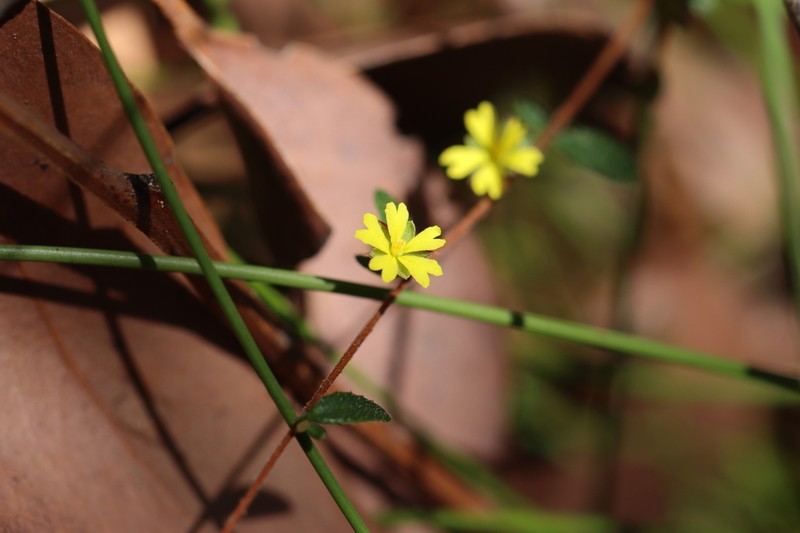 Hibbertia radians photo 4