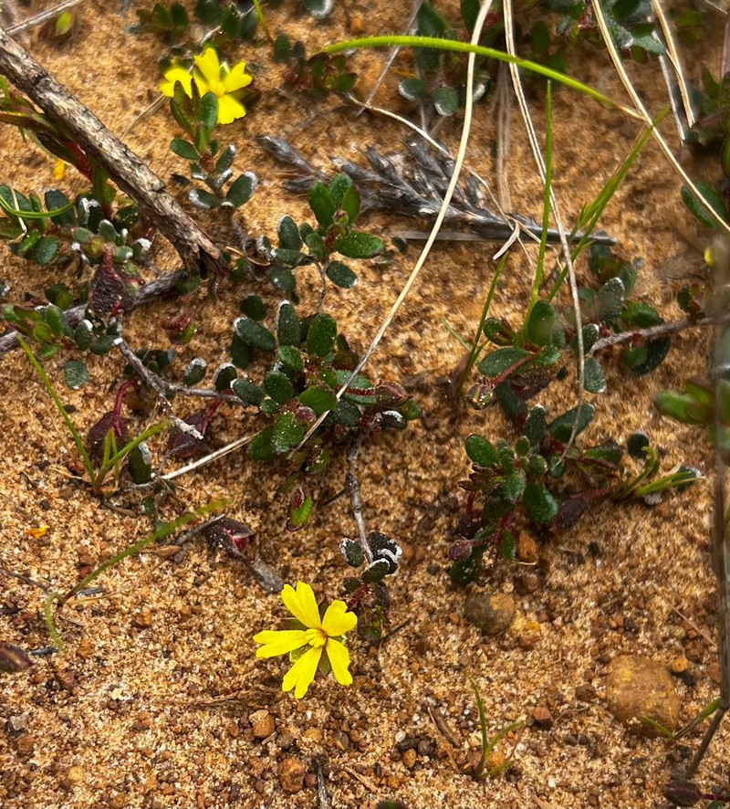 Hibbertia radians photo 5
