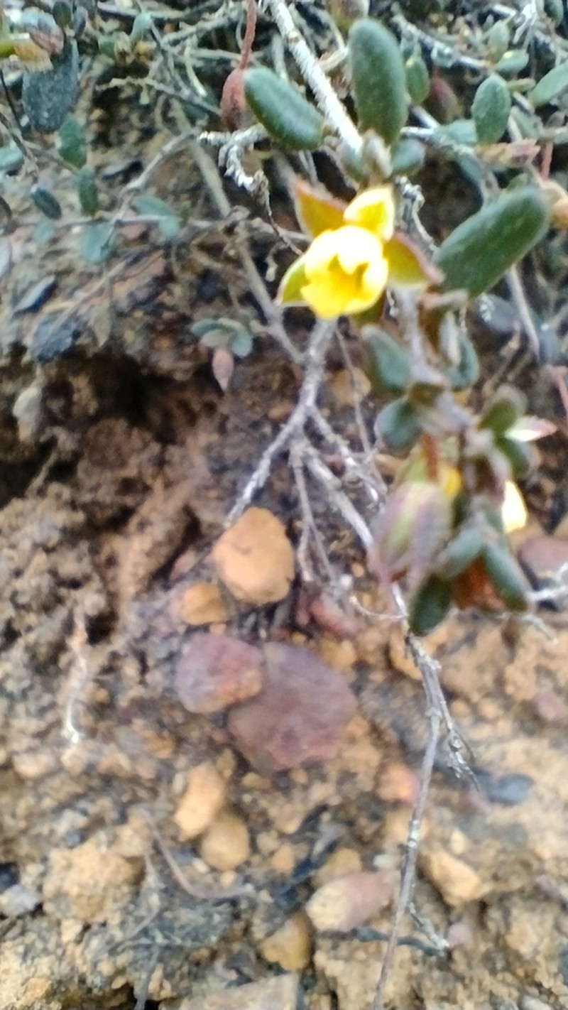 Hibbertia radians photo 6