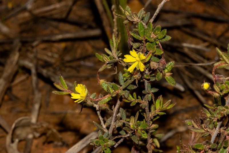 Hibbertia radians photo 7