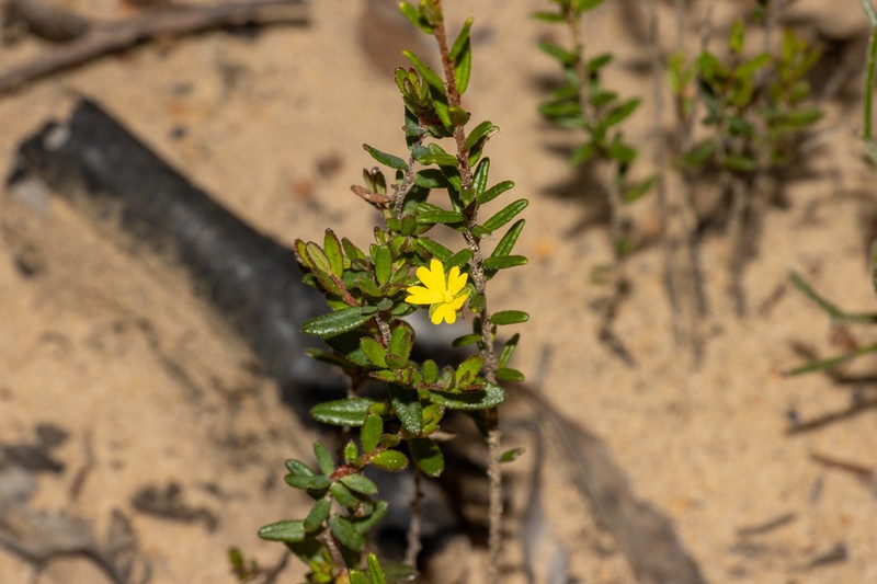Hibbertia radians photo 8