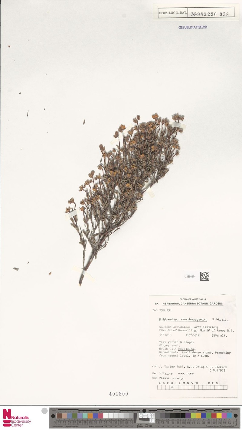 Hibbertia rhadinopoda
