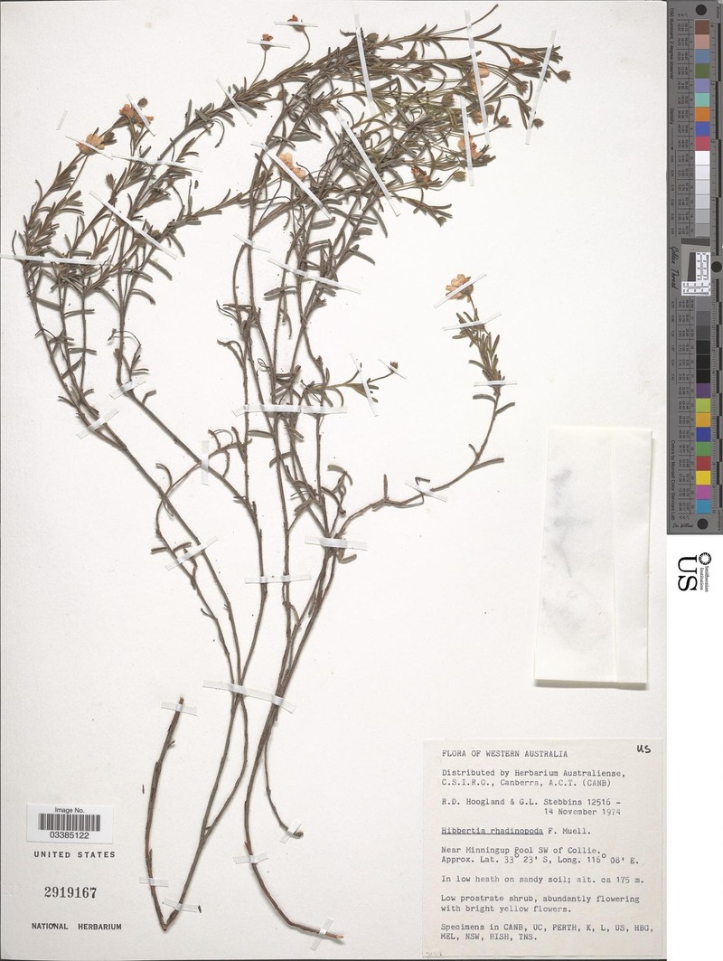 Hibbertia rhadinopoda photo 2