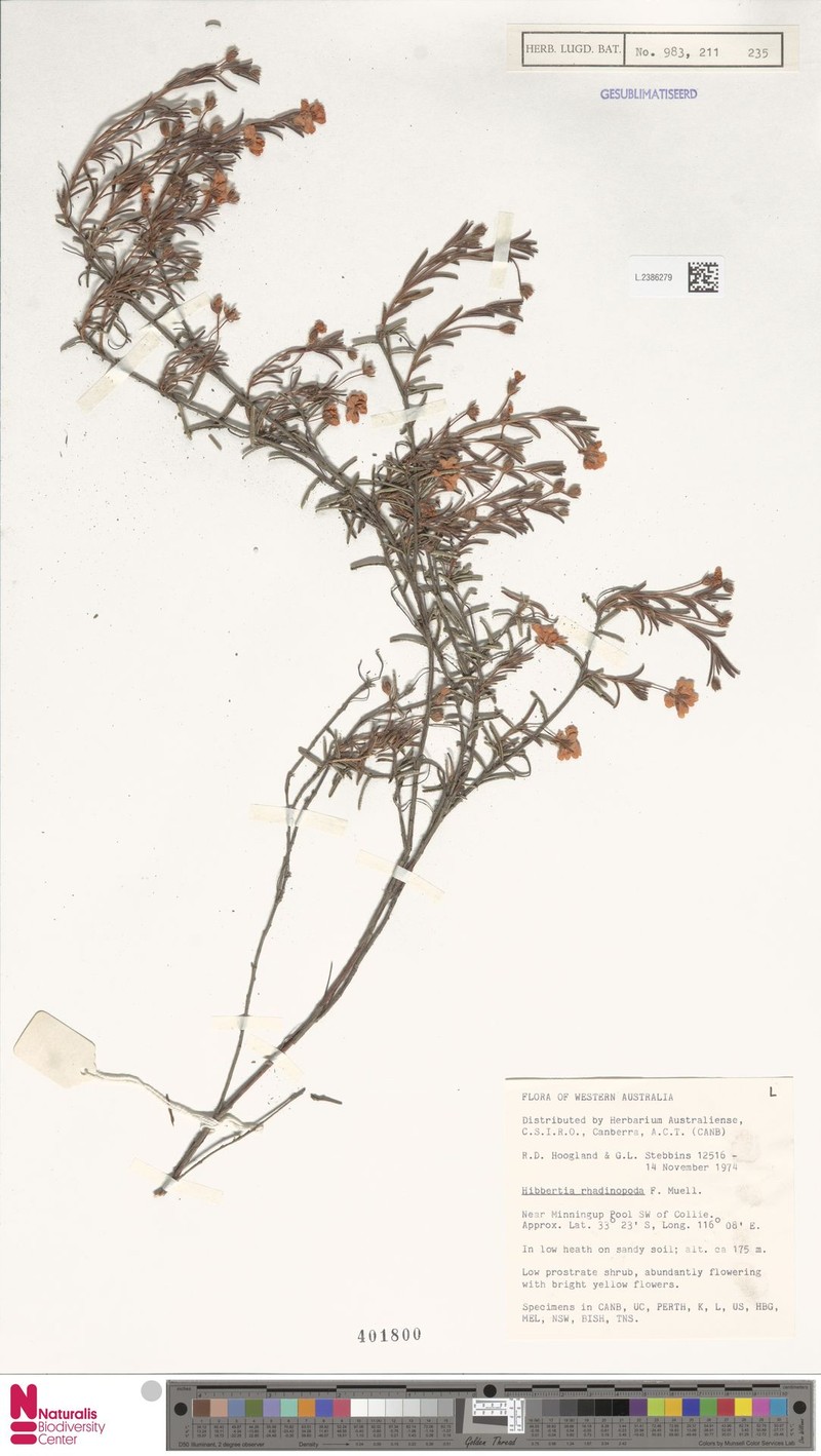 Hibbertia rhadinopoda photo 3