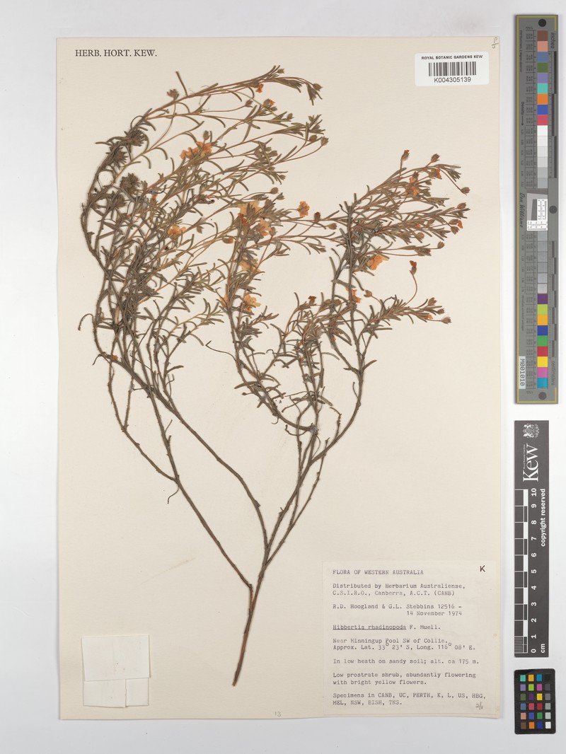 Hibbertia rhadinopoda photo 4