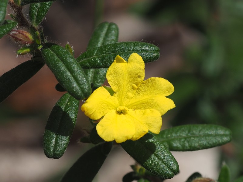 Hibbertia rhynchocalyx