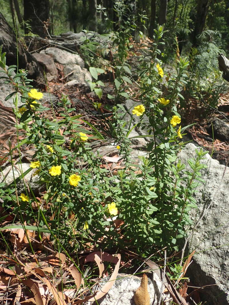 Hibbertia rhynchocalyx photo 2