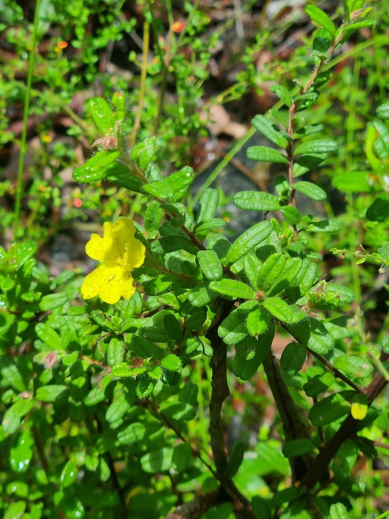Hibbertia rhynchocalyx photo 3