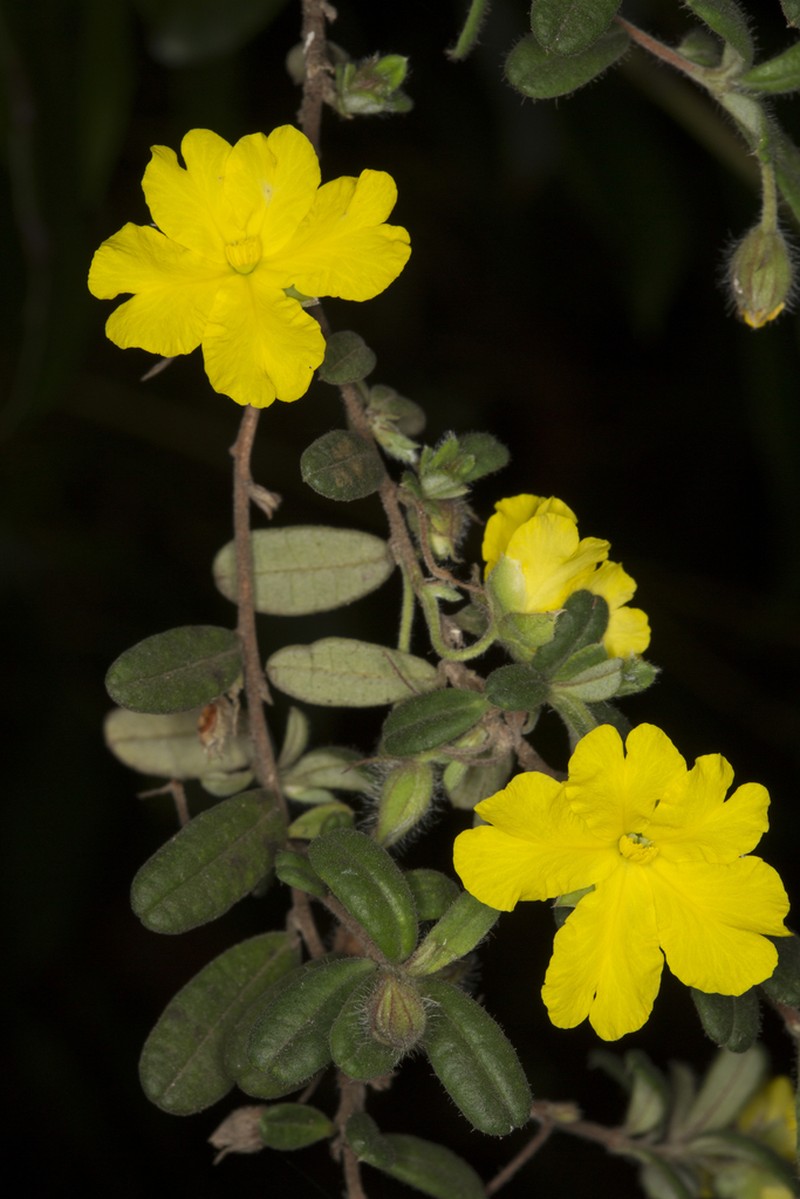 Hibbertia rhynchocalyx photo 4