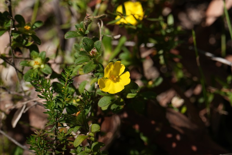 Hibbertia rhynchocalyx photo 5