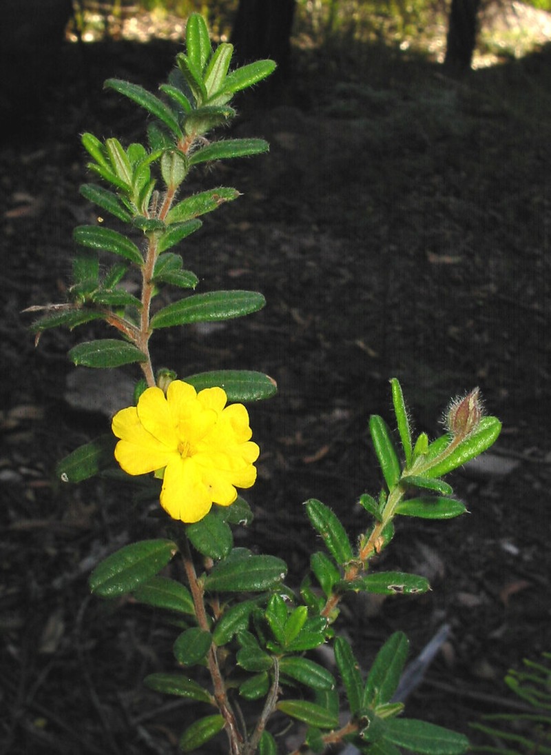 Hibbertia rhynchocalyx photo 6