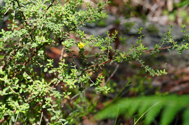 Hibbertia rhynchocalyx photo 7
