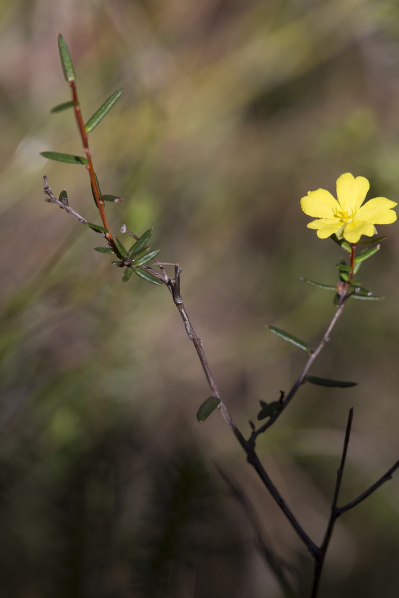 Hibbertia rigens