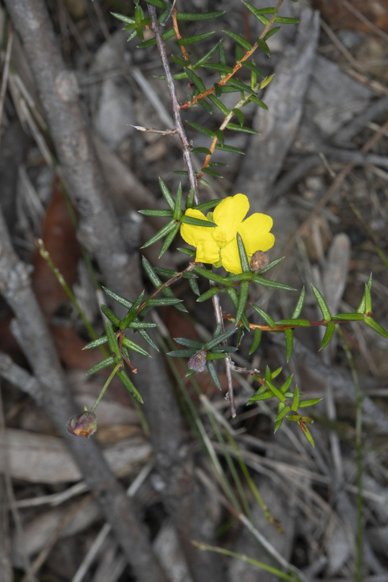 Hibbertia rigens photo 2