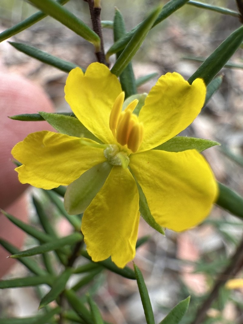 Hibbertia rigens photo 3