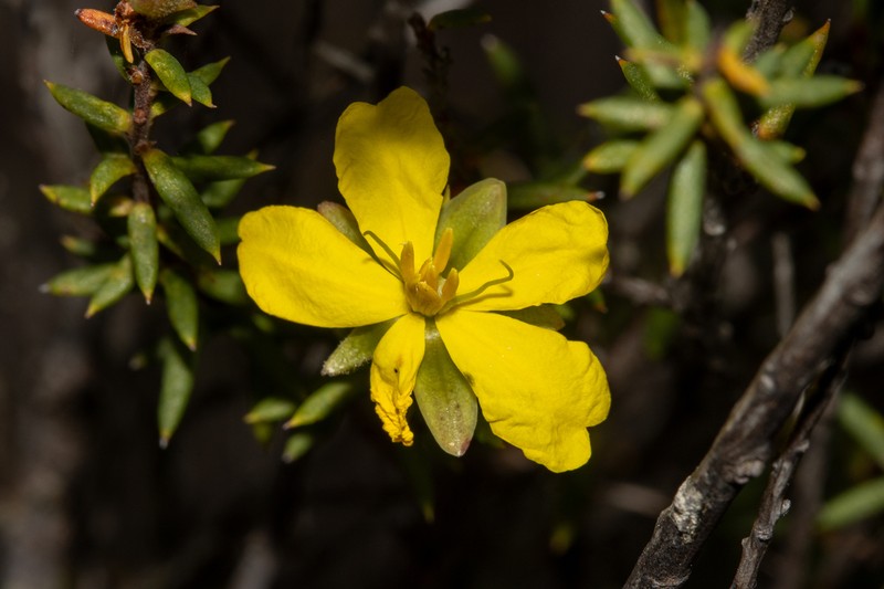Hibbertia rigens photo 4