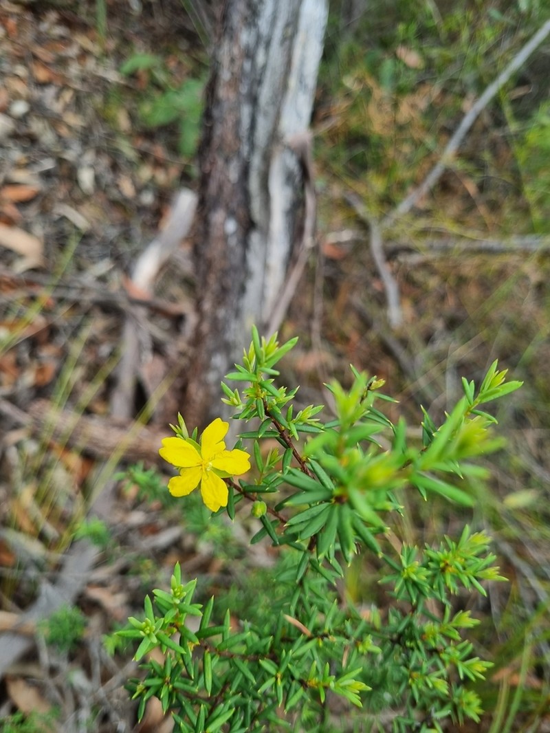 Hibbertia rigens photo 5