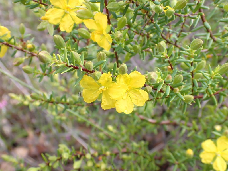 Hibbertia rigens photo 6