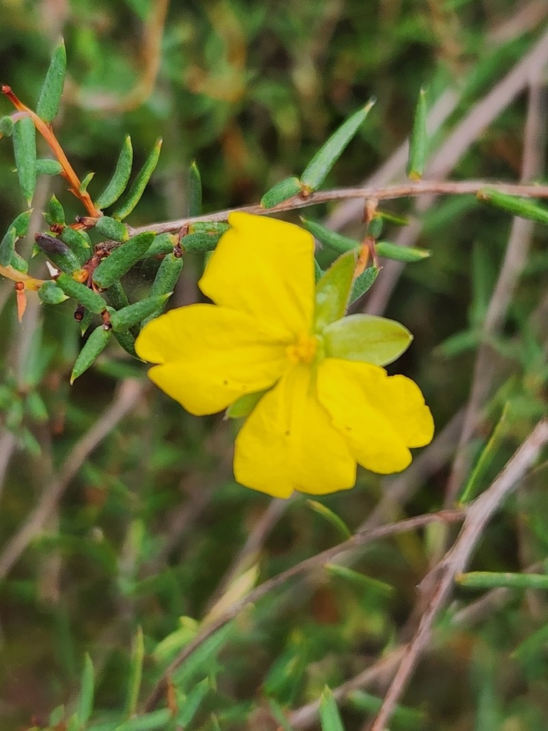 Hibbertia rigens photo 7