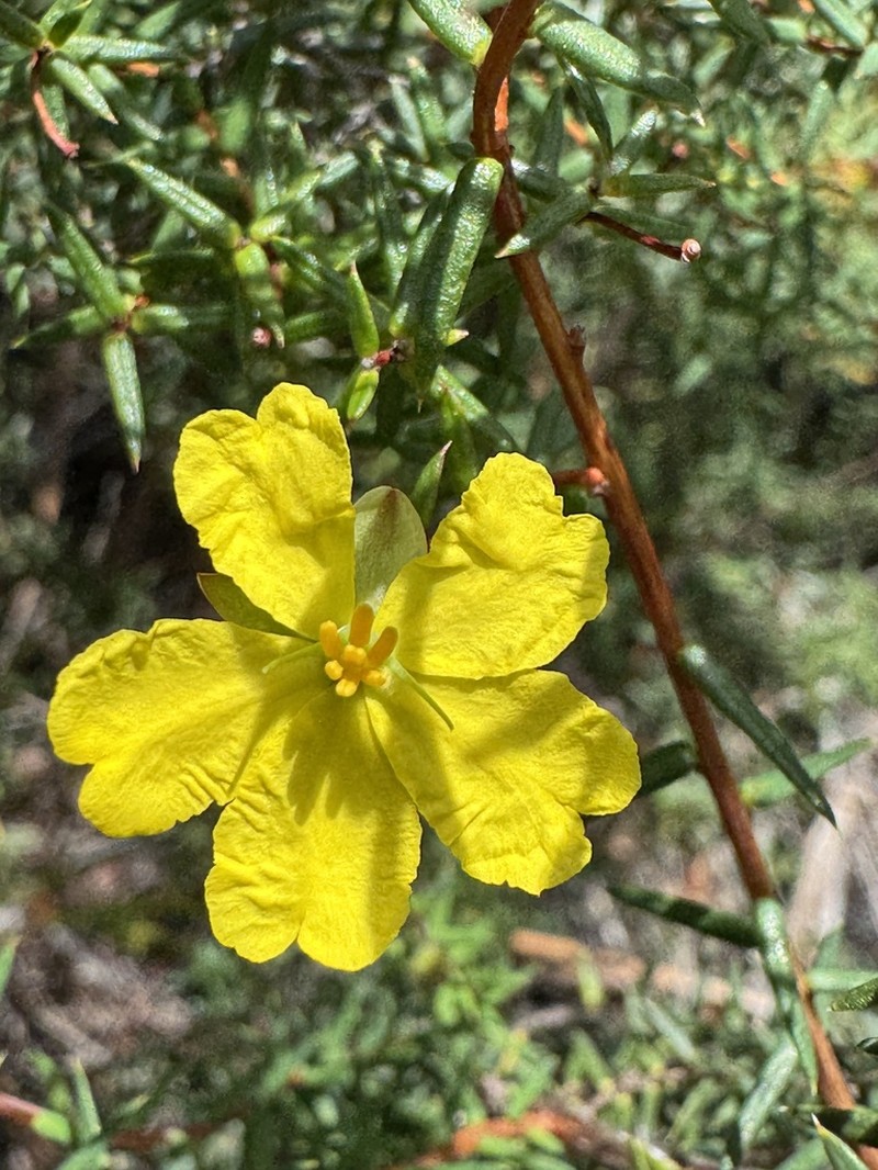 Hibbertia rigens photo 8