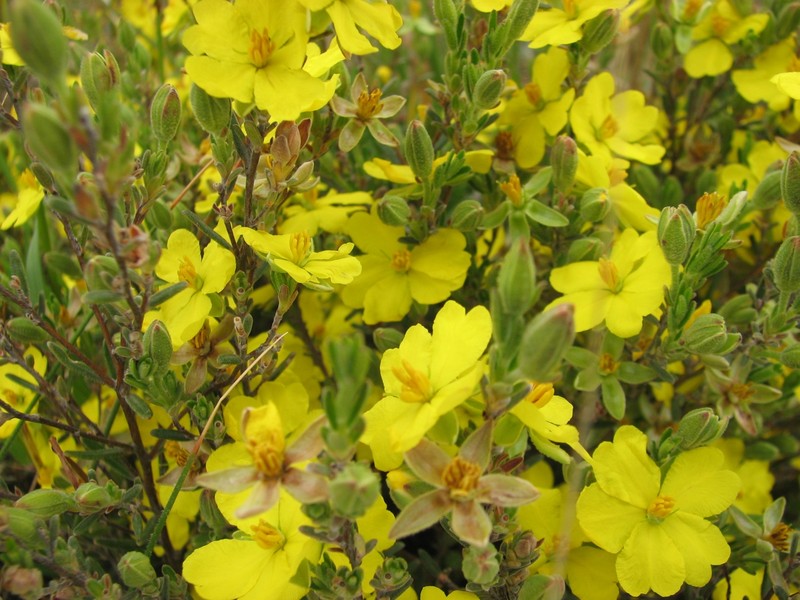 Hibbertia riparia
