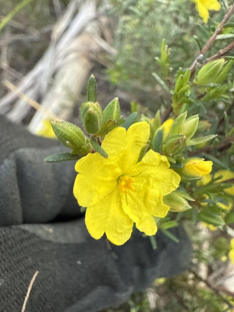 Hibbertia riparia photo 2