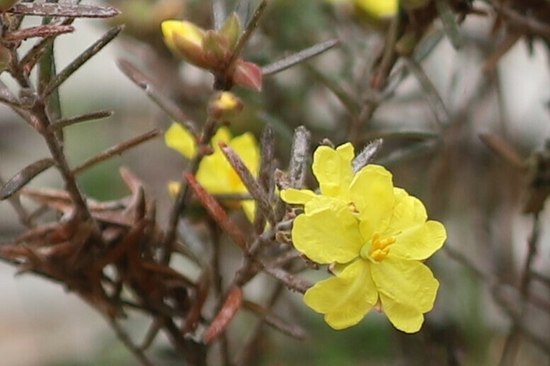 Hibbertia riparia photo 3