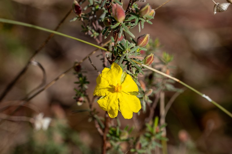 Hibbertia riparia photo 4