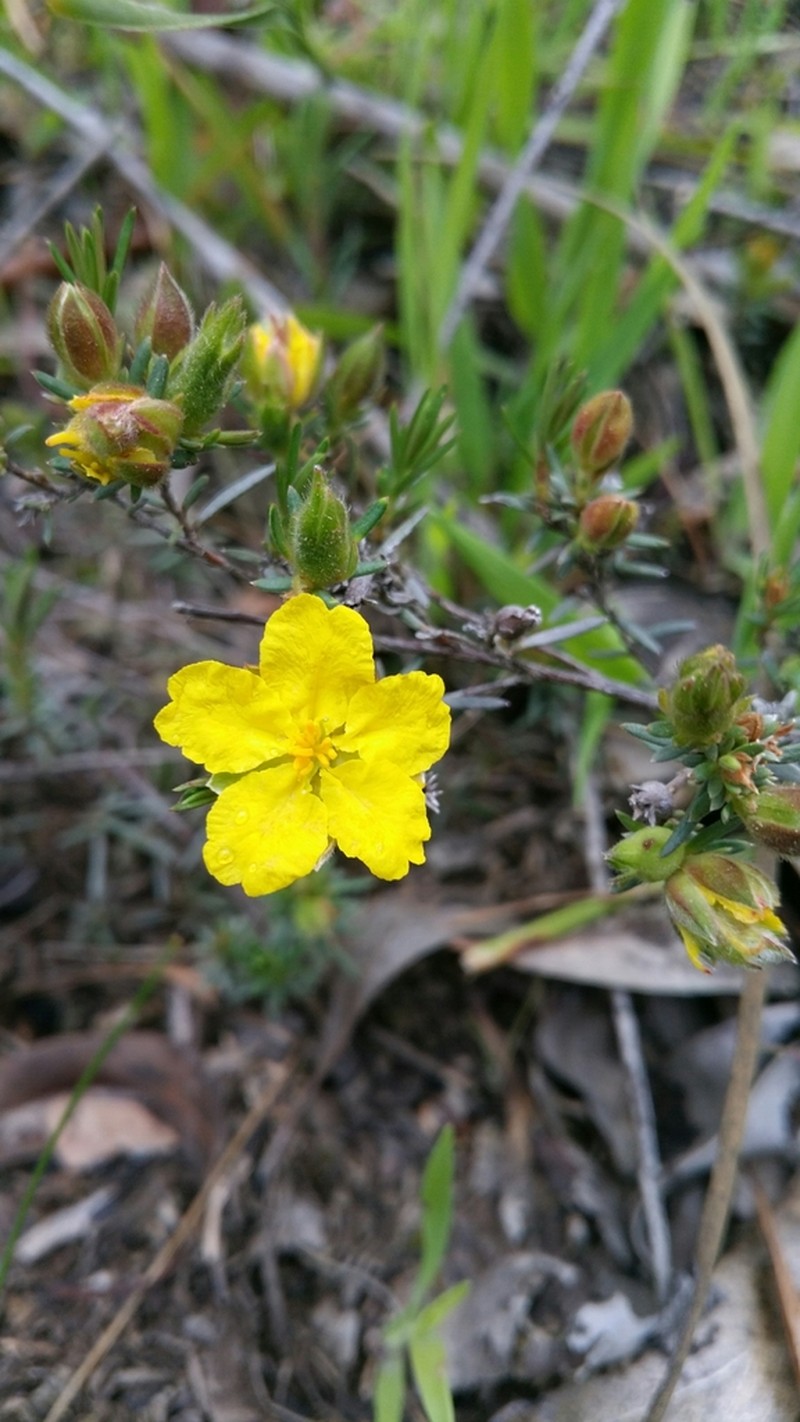 Hibbertia riparia photo 5