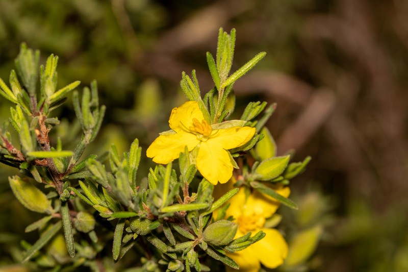 Hibbertia riparia photo 6