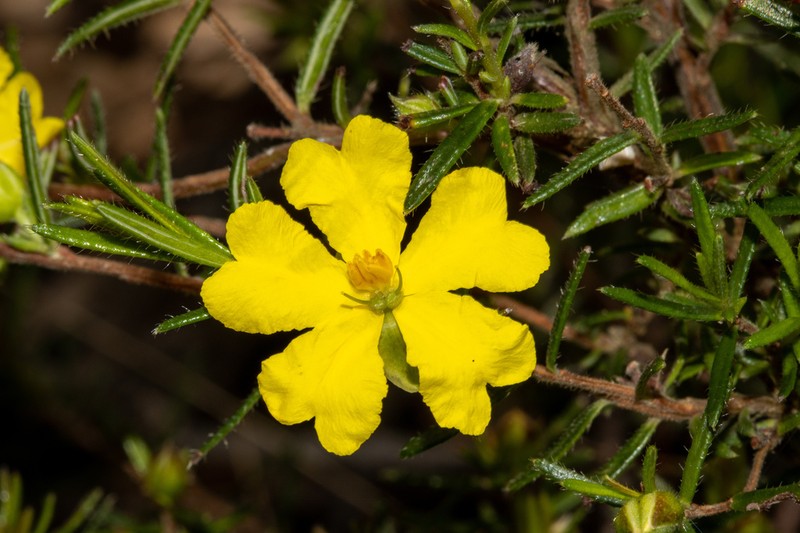 Hibbertia riparia photo 7