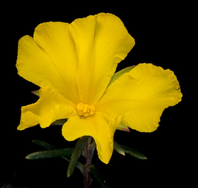 Hibbertia robur